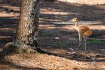 wildlife-web-23