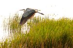 wildlife-web-01