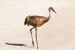 wildlife-web-12