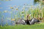 wildlife-web-03