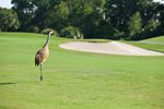 wildlife-web-06