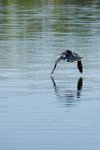 wildlife-web-04